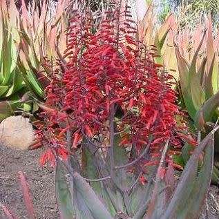 Aloe chabaudii Matapos Form Seeds - Indigenous Succulent - Worldwide Shipping - NEW
