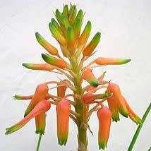 Aloe cooperi - Cooper's Aloe - 5 Seeds - Indigenous Edible South African Succulent Combined Delivery