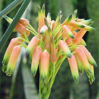 Aloe cooperi - Cooper's Aloe - 5 Seeds - Indigenous Edible South African Succulent Combined Delivery