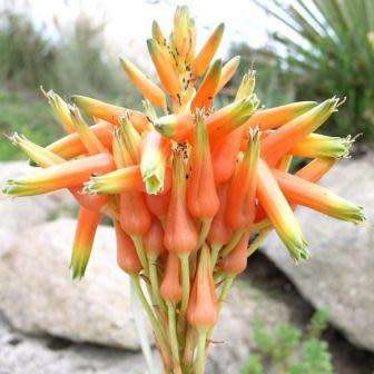Aloe cooperi - Cooper's Aloe - 5 Seeds - Indigenous Edible South African Succulent Combined Delivery