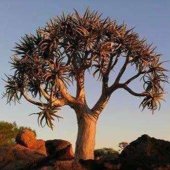 Aloidendron dichotomum / Aloe dichotoma - Quiver Tree Kokerboom - Indigenous Succulent - 5 Seed Pack