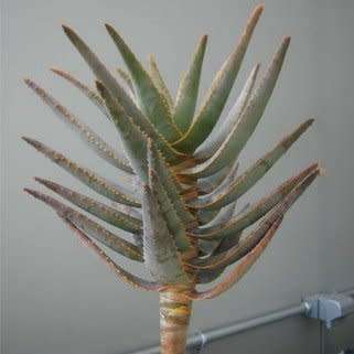 Aloidendron dichotomum / Aloe dichotoma - Quiver Tree Kokerboom - Indigenous Succulent - 5 Seed Pack