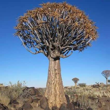 Aloidendron dichotomum / Aloe dichotoma - Quiver Tree Kokerboom - Indigenous Succulent - 5 Seed Pack