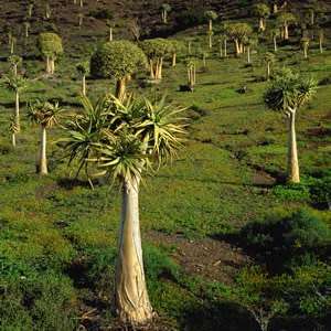 Aloidendron dichotomum / Aloe dichotoma - Quiver Tree Kokerboom - Indigenous Succulent - 5 Seed Pack