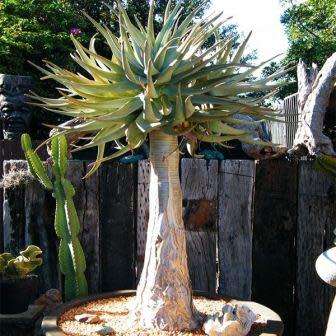 Aloidendron dichotomum / Aloe dichotoma - Quiver Tree Kokerboom - Indigenous Succulent - 5 Seed Pack
