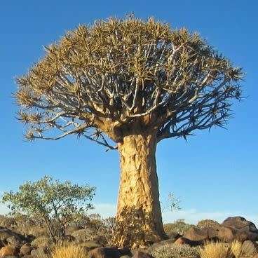 Aloidendron dichotomum / Aloe dichotoma - Quiver Tree Kokerboom - Indigenous Succulent - 5 Seed Pack