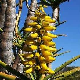 Aloidendron dichotomum / Aloe dichotoma - Quiver Tree Kokerboom - Indigenous Succulent - 5 Seed Pack