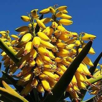 Aloidendron dichotomum / Aloe dichotoma - Quiver Tree Kokerboom - Indigenous Succulent - 5 Seed Pack