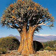 Aloidendron dichotomum / Aloe dichotoma - Quiver Tree Kokerboom - Indigenous Succulent - 5 Seed Pack