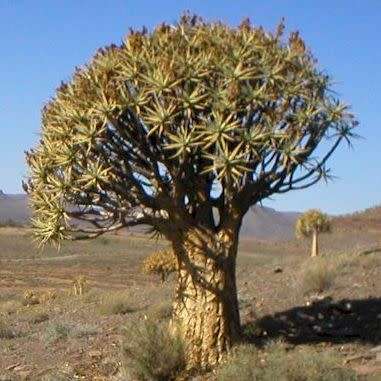 Aloidendron dichotomum / Aloe dichotoma - Quiver Tree Kokerboom - Indigenous Succulent - 5 Seed Pack