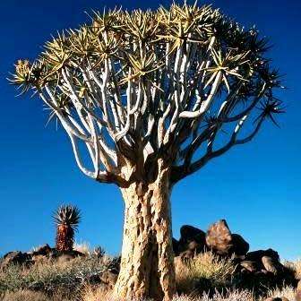 Aloidendron dichotomum / Aloe dichotoma - Quiver Tree Kokerboom - Indigenous Succulent - 5 Seed Pack