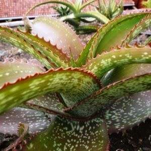 Aloe dyeri Seeds - Indigenous Succulent - Worldwide Shipping, NEW