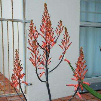 Aloe dyeri Seeds - Indigenous Succulent - Worldwide Shipping, NEW