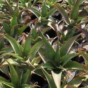 Aloe dyeri Seeds - Indigenous Succulent - Worldwide Shipping, NEW