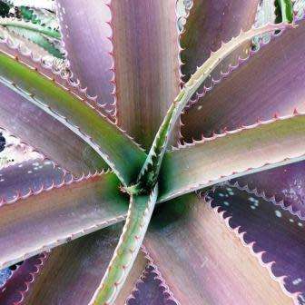 Aloe dyeri Seeds - Indigenous Succulent - Worldwide Shipping, NEW