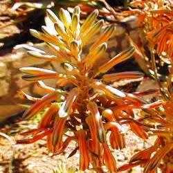 Aloe greatheadii var davyana Seeds - Indigenous Succulent - Worldwide Shipping, NEW