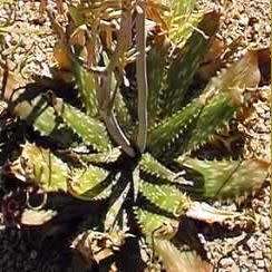 Aloe greatheadii var davyana Seeds - Indigenous Succulent - Worldwide Shipping, NEW