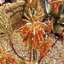 Aloe greatheadii var davyana Seeds - Indigenous Succulent - Worldwide Shipping, NEW