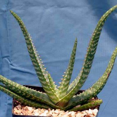 Aloe greatheadii var davyana Seeds - Indigenous Succulent - Worldwide Shipping, NEW