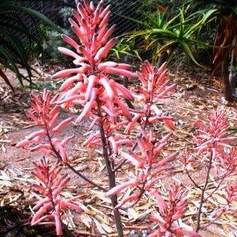 Aloe greenii Seeds - Indigenous Succulent - Combined Worldwide Shipping