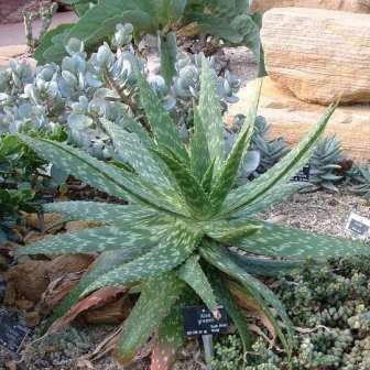 Aloe greenii Seeds - Indigenous Succulent - Combined Worldwide Shipping