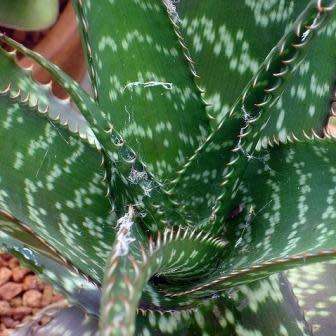 Aloe greenii Seeds - Indigenous Succulent - Combined Worldwide Shipping