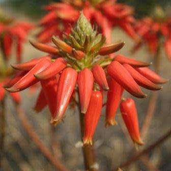 Aloe hereroensis - Sand Aloe Seeds - Exotic Namibian Succulent - Worldwide Shipping, NEW