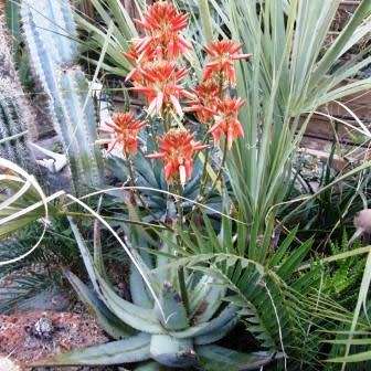 Aloe hereroensis - Sand Aloe Seeds - Exotic Namibian Succulent - Worldwide Shipping, NEW