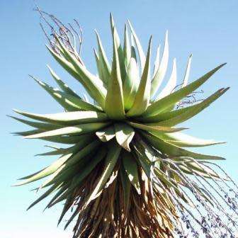 Aloe littoralis Seeds - Windhoek Aloe - Exotic Namibian Succulent - Worldwide Shipping, NEW