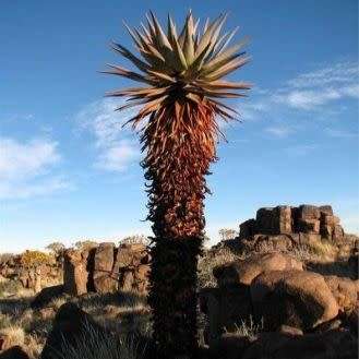 Aloe littoralis Seeds - Windhoek Aloe - Exotic Namibian Succulent - Worldwide Shipping, NEW