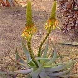 Aloe microstigma - Worcester Aloe - 5 Seed Pack - Indigenous Succulent - Worldwide Shipping - NEW
