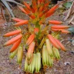 Aloe microstigma - Worcester Aloe - 5 Seed Pack - Indigenous Succulent - Worldwide Shipping - NEW