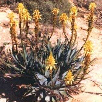 Aloe microstigma - Worcester Aloe - 5 Seed Pack - Indigenous Succulent - Worldwide Shipping - NEW