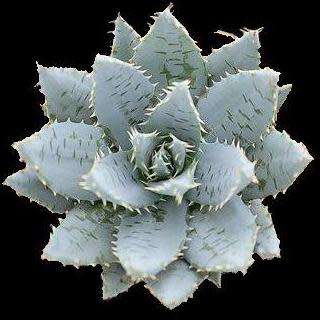 Aloe mitriformis - Bishop's Cap Aloe - 5 Seed Pack - Indigenous Succulent - Worldwide Shipping, NEW