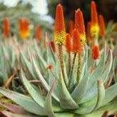 Aloe petricola Seeds - Rock Aloe - Indigenous Aloe Succulent - Combined Worldwide Shipping