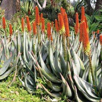 Aloe petricola Seeds - Rock Aloe - Indigenous Aloe Succulent - Combined Worldwide Shipping