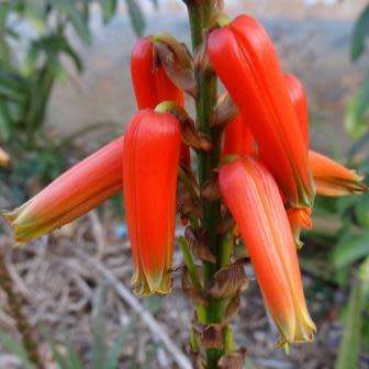 Aloe pienaarii Seeds - Indigenous South African Succulent - Combined Global Delivery - NEW