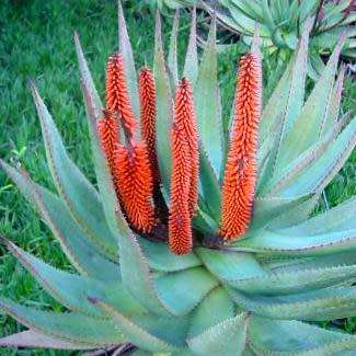 Aloe spectabilis Seeds - Natal Aloe - Indigenous Succulent - Worldwide Shipping