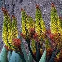 Aloe spectabilis Seeds - Natal Aloe - Indigenous Succulent - Worldwide Shipping