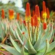 Aloe spectabilis Seeds - Natal Aloe - Indigenous Succulent - Worldwide Shipping