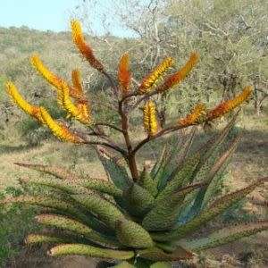 Aloe spectabilis Seeds - Natal Aloe - Indigenous Succulent - Worldwide Shipping