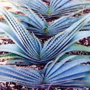 Aloe suprafoliata - Book Aloe - 5 Seed Pack - Indigenous Succulent - Worldwide Shipping, NEW