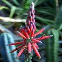Aloe suprafoliata - Book Aloe - 5 Seed Pack - Indigenous Succulent - Worldwide Shipping, NEW