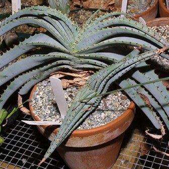 Aloe suprafoliata - Book Aloe - 5 Seed Pack - Indigenous Succulent - Worldwide Shipping, NEW