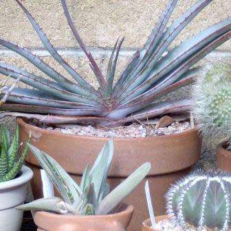 Aloe suprafoliata - Book Aloe - 5 Seed Pack - Indigenous Succulent - Worldwide Shipping, NEW