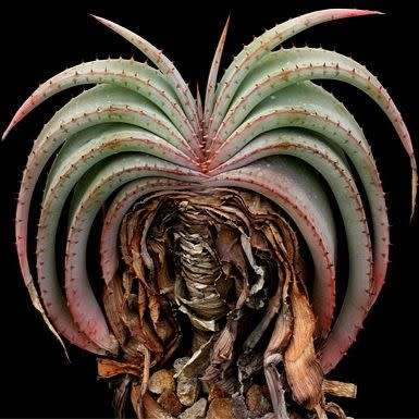 Aloe suprafoliata - Book Aloe - 5 Seed Pack - Indigenous Succulent - Worldwide Shipping, NEW