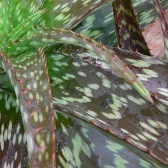Aloe swynnertonii Seeds - Vumba Aloe - Indigenous Succulent + GET FREE SEEDS WITH ALL ORDERS