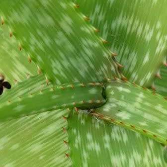 Aloe swynnertonii Seeds - Vumba Aloe - Indigenous Succulent + GET FREE SEEDS WITH ALL ORDERS