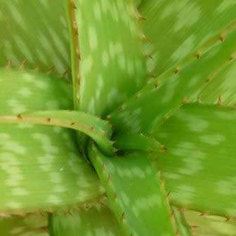 Aloe swynnertonii Seeds - Vumba Aloe - Indigenous Succulent + GET FREE SEEDS WITH ALL ORDERS
