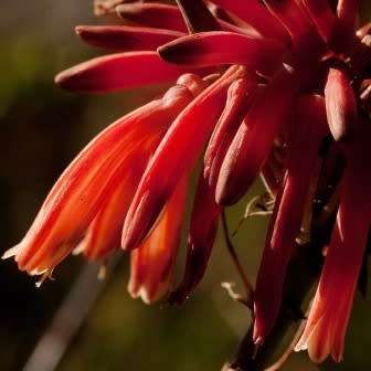 Aloe swynnertonii Seeds - Vumba Aloe - Indigenous Succulent + GET FREE SEEDS WITH ALL ORDERS